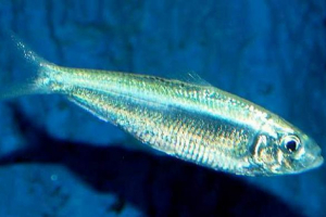 Абрау тулка - маленька оселедець Абрау тулка - маленька оселедець